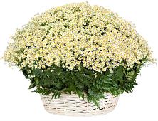 Цветочная композиция из Ромашки в корзине #REPLACE_PRED# Белушью Губу