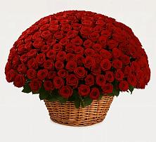 Премиум букет из: Розы в Белушью Губу